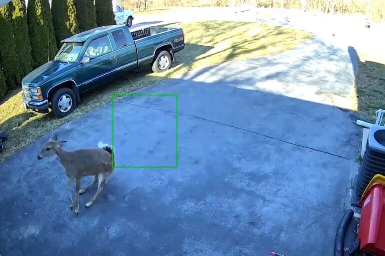 A deer in a driveway