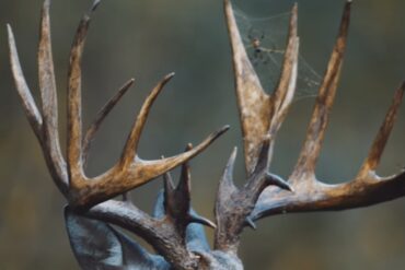 Deer Spider