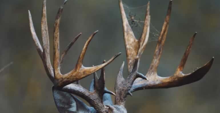 Deer Spider