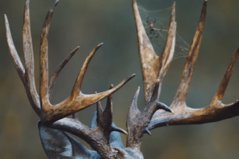 Deer Spider