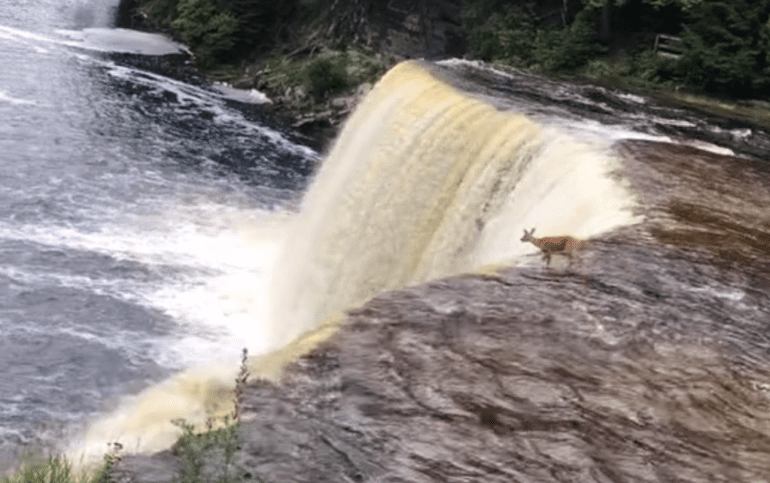Deer waterfall