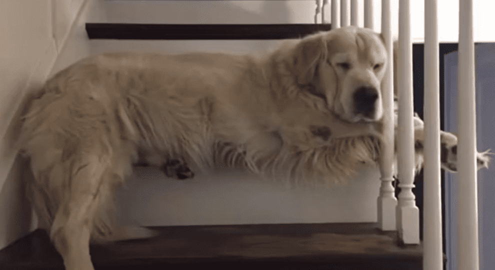 Woman Brings Entire Internet To Tears Preserving Late Family Dog’s Spot ...