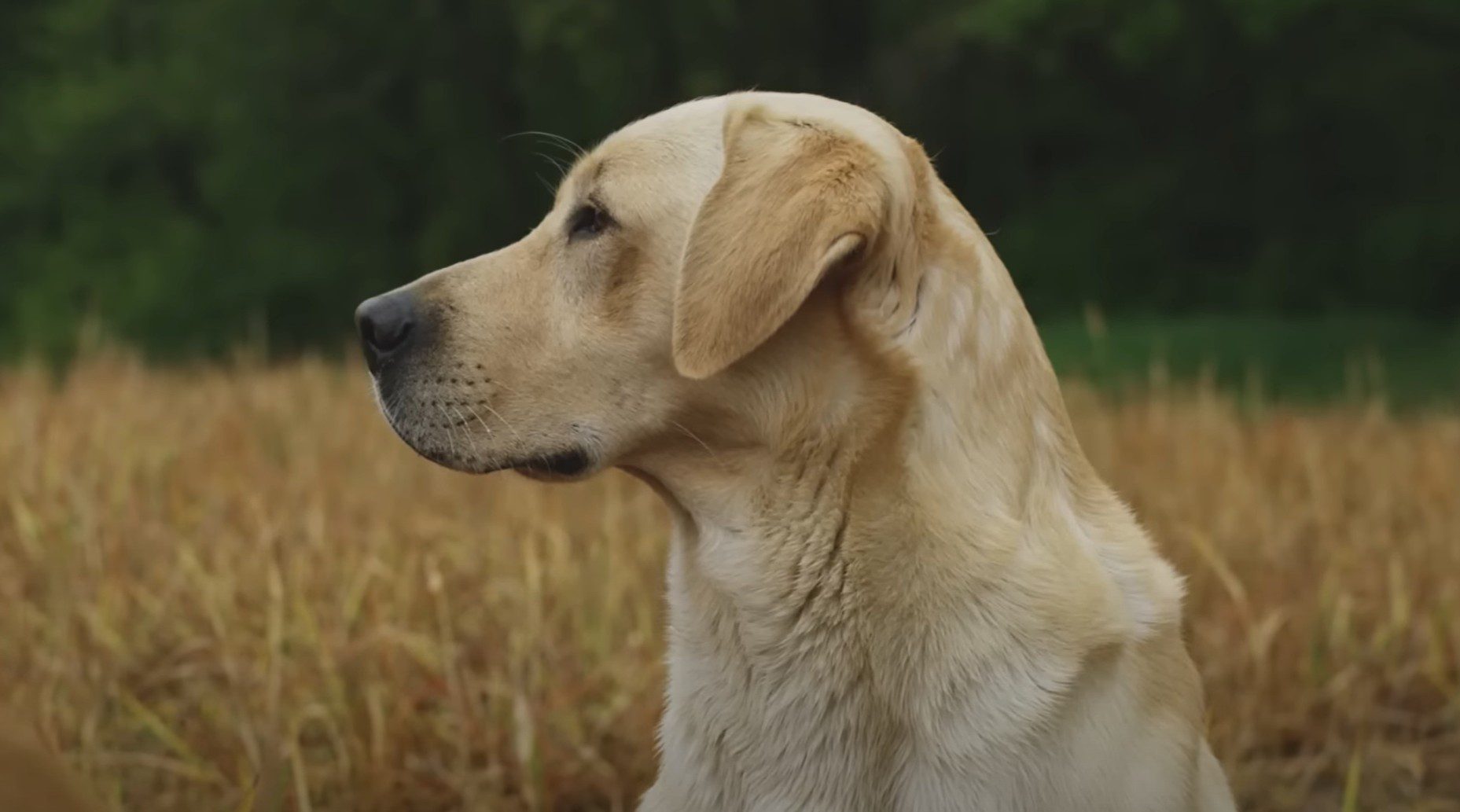 In Defense Of Dogs: Ridiculous Study Claims Dogs Have “Extensive ...