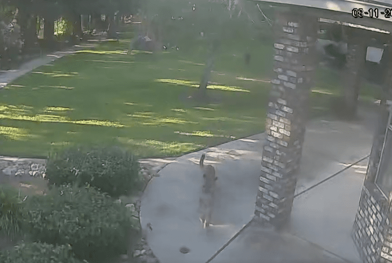 dog bobcat