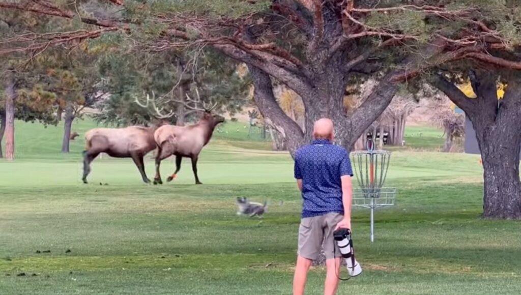Put In Riff Raff Yappy Dog Breaks Up Bull Elk Fight On Estes Park Golf Course | Whiskey Riff