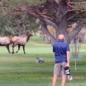 Dog elk