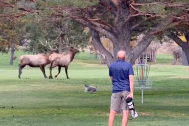 Dog elk