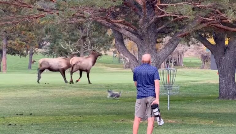 Dog elk