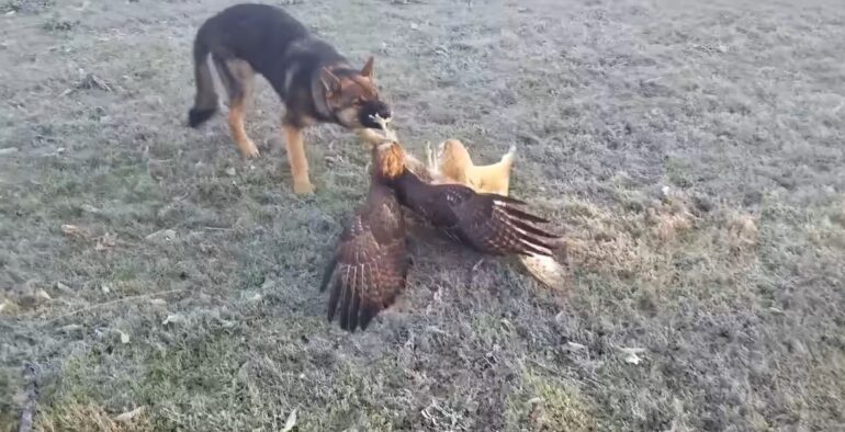 Dog owl hawk