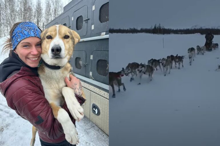 Dog injured in Iditarod