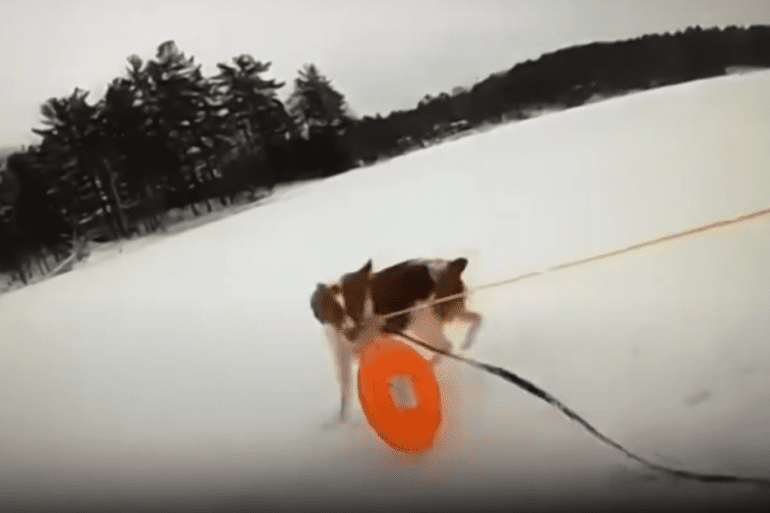 Dog hero