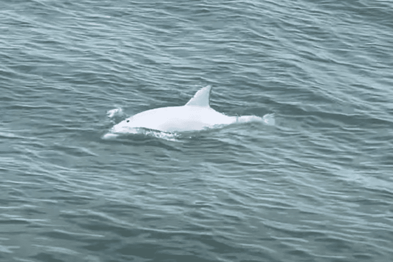 White dolphin