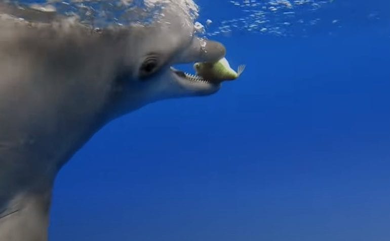 A dolphin swimming in the water