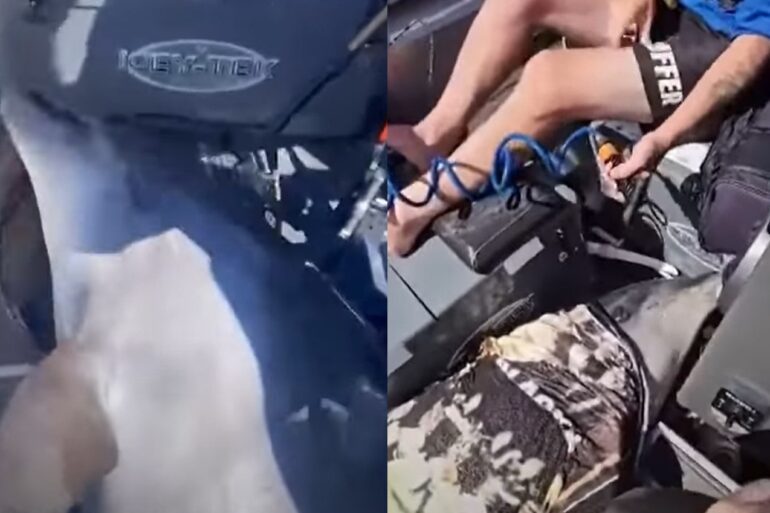 Dolphin lands in boat