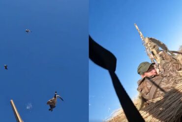 Downed Goose