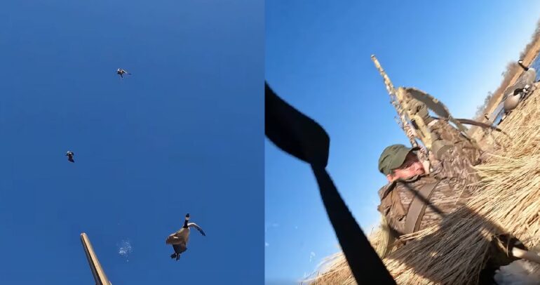 Downed Goose