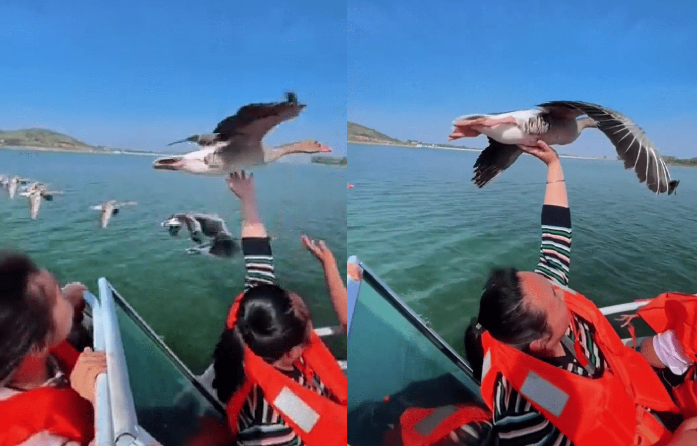 Goose In Mid-Flight Hitches A Ride On Boat Rider’s Hand | Whiskey Riff
