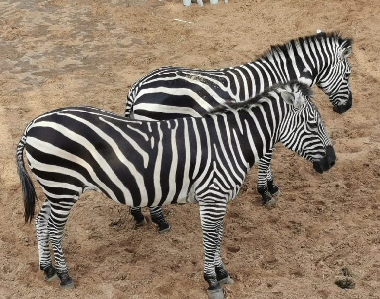 Zebras standing in dirt