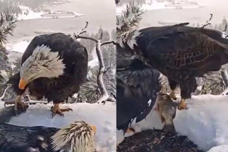 Bald eagle