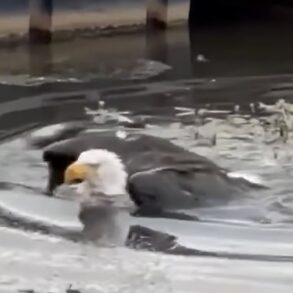 Eagle Jackie