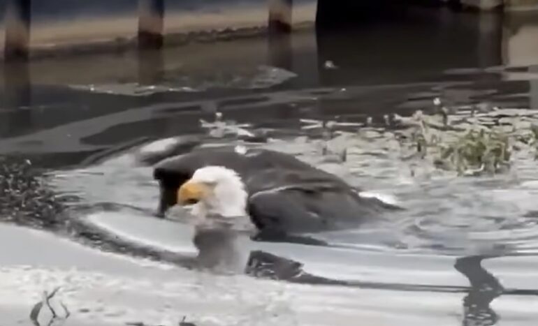 Eagle Jackie