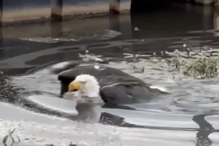 Eagle Jackie