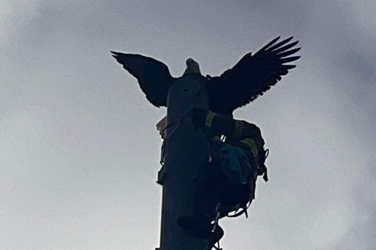 Bald Eagle