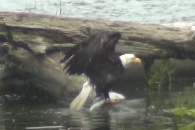 Bald Eagle grabs fish