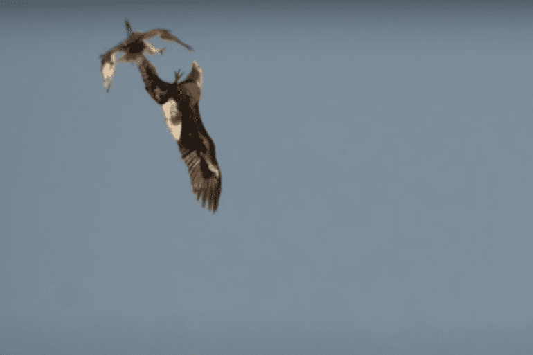 Eagle vs red tail hawk