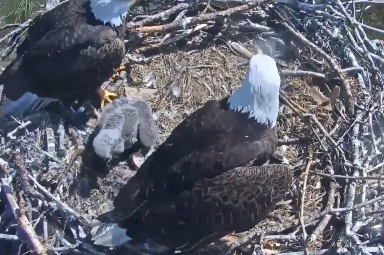 Florida bald eagles in nest