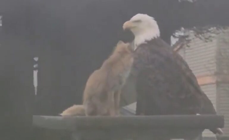 Bald eagle