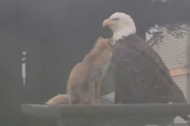 Bald eagle