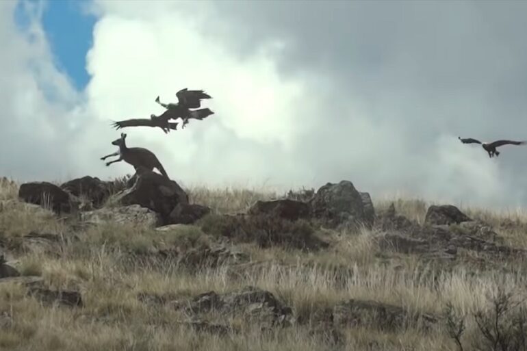Birds flying over a grassy area