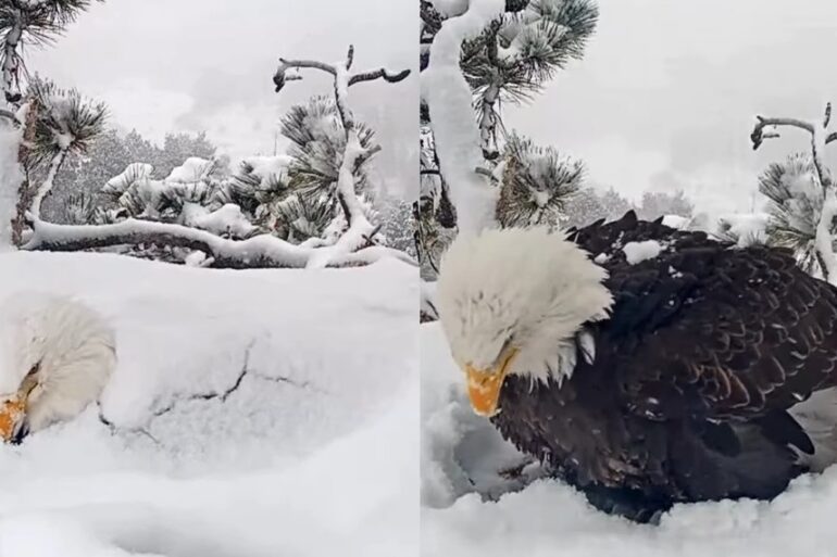 Bald eagle big bear California