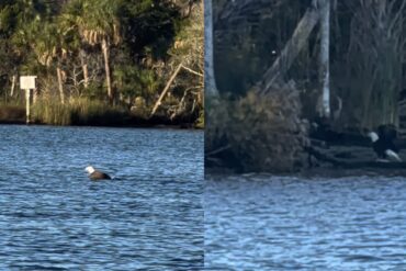 Bald eagle swimming
