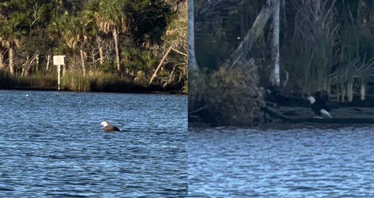 Bald eagle swimming