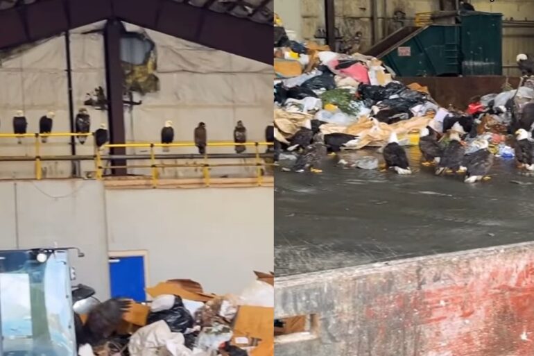 Eagles at dump