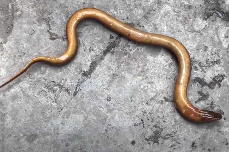 Eel Vietnam