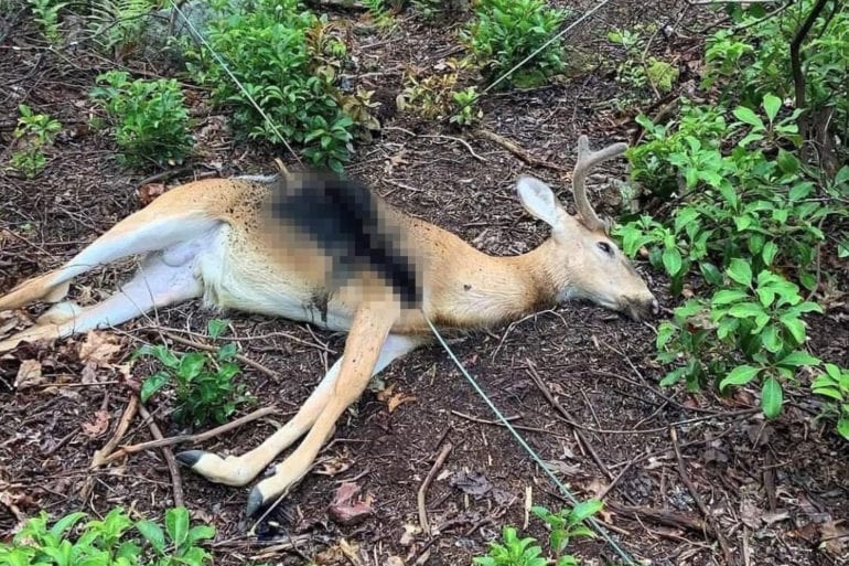 A spotted deer lying on the ground