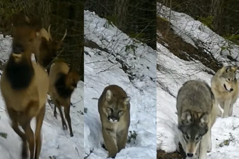 Elk chased by wolves