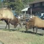 Bull elks