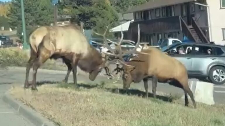 Bull elks