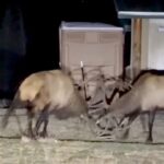 Elk fight