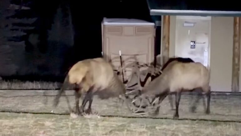 Elk fight