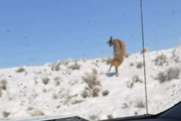 Elk hits pole