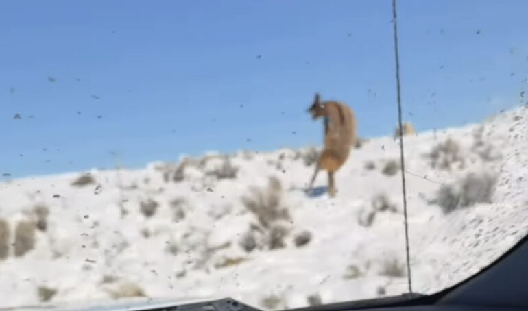 Elk hits pole
