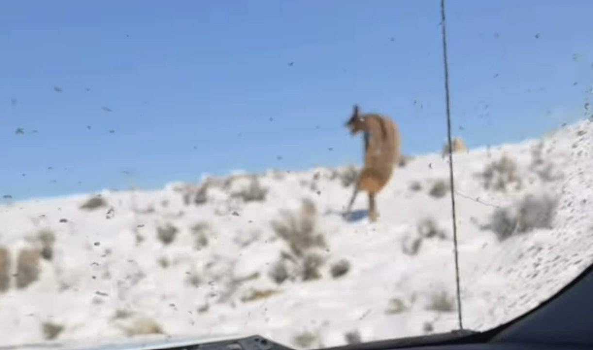 Watch The Shocking Moment An Elk Takes Itself Out On A Fence Post In Montana