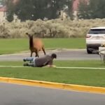Elk charge