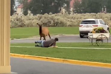 Elk charge