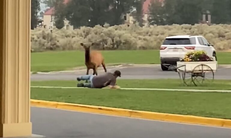 Elk charge